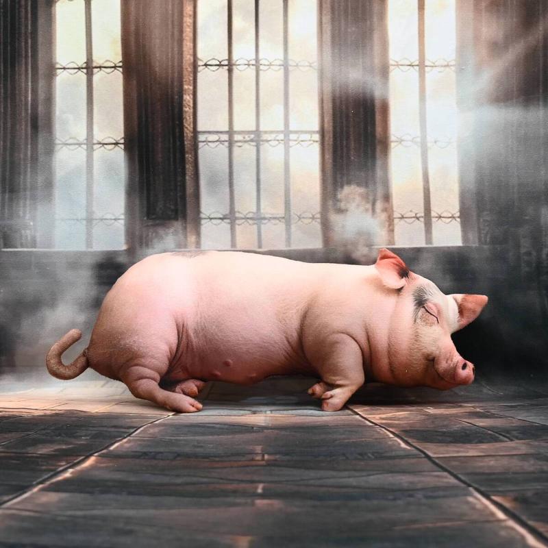 Kawaii Realistic Sleeping Pig  - đánh giá và giá Home Office With Sofa